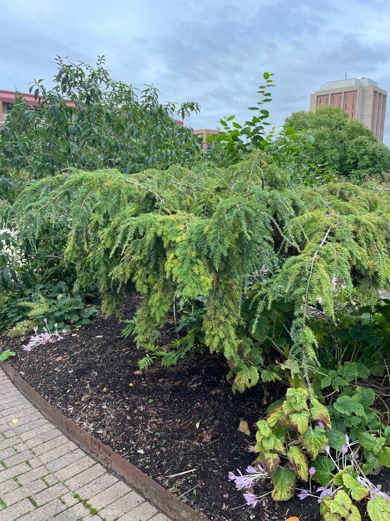 Plant name: Weeping Canadian Hemlock Tsuga canadensis 